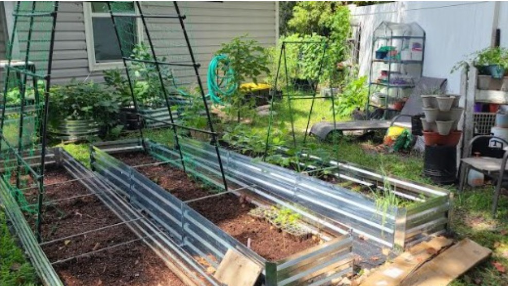 Vegetables growing in a small Florida garden