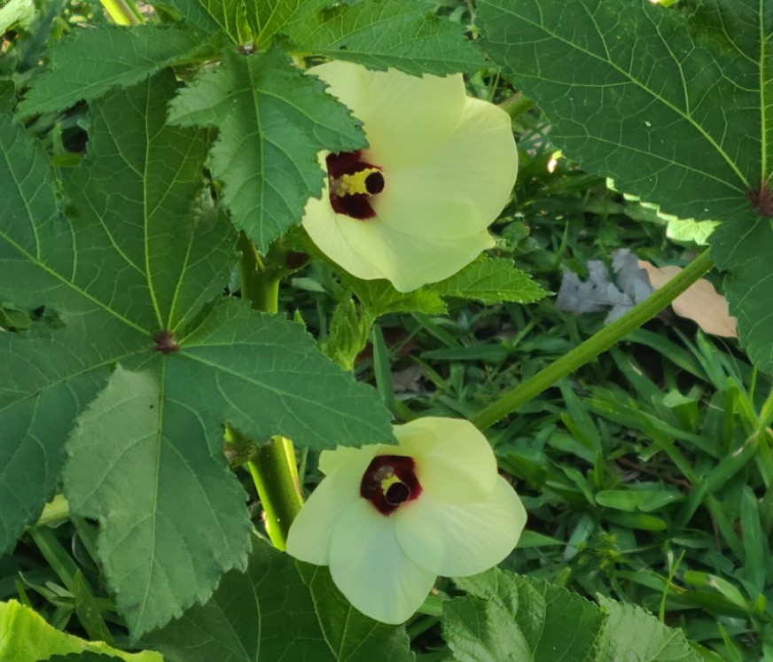 Okra blooms from UrbanYardStead