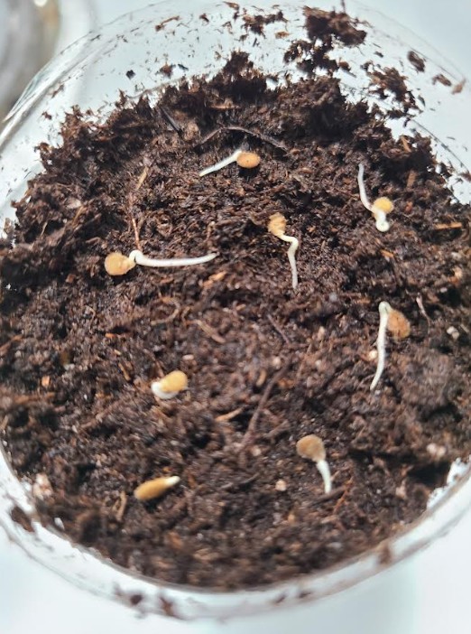 Sprouted tomato seeds at UrbanYardStead