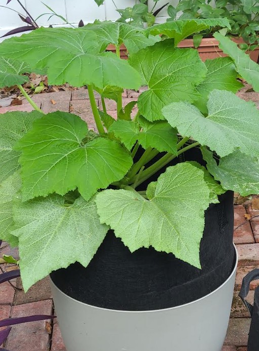 Summer squash growing at UrbanYardStead